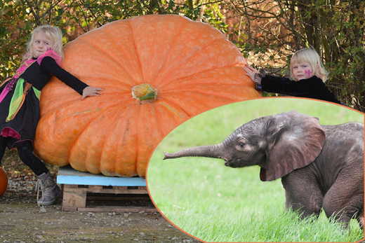 Pumpkin grown 